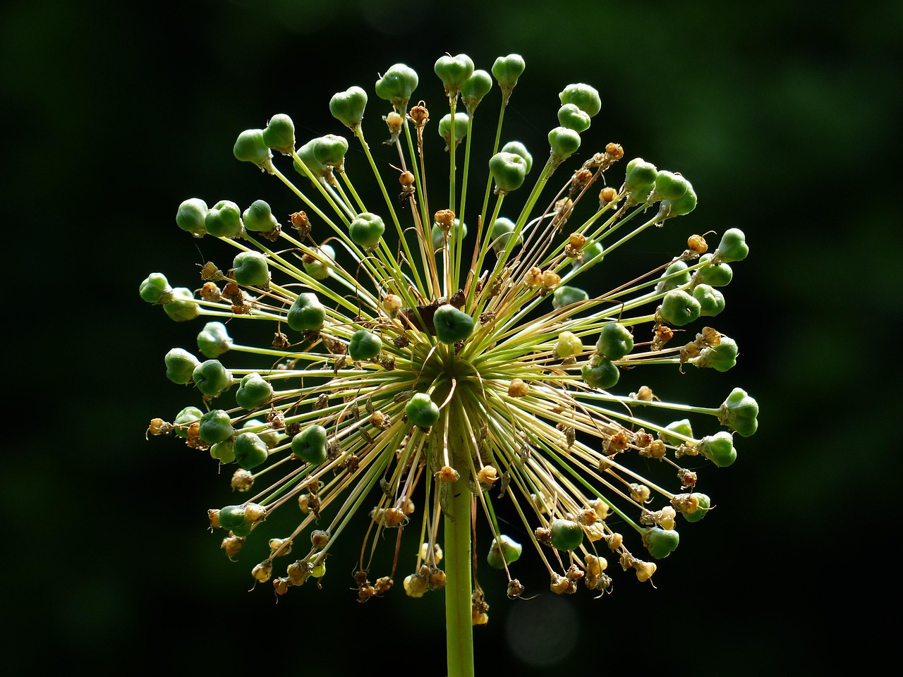 Flor de Cebolla