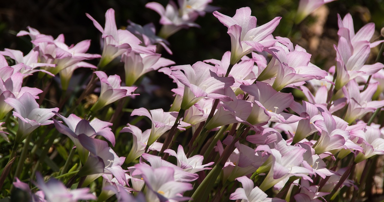 Flor de Mayo