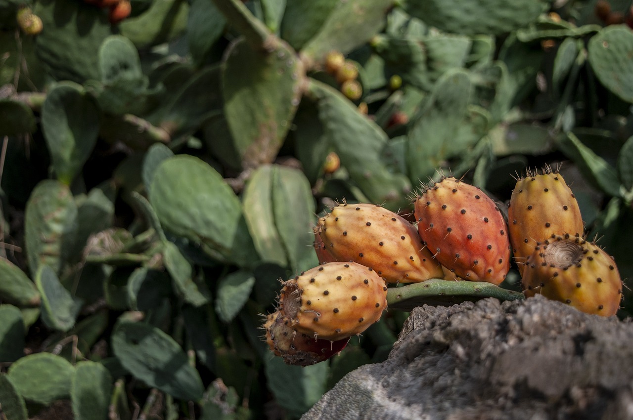 Nopal
