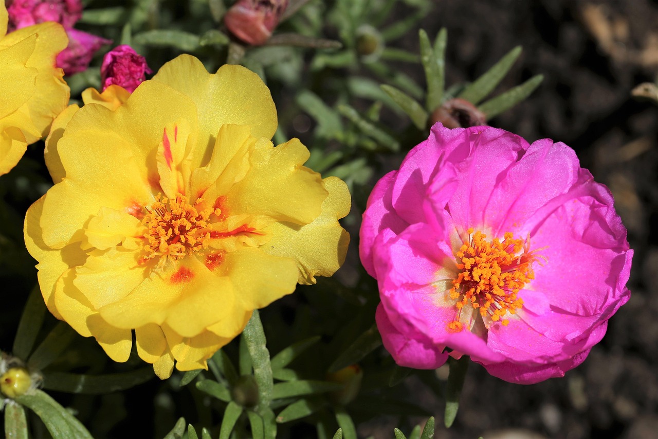 Rosa