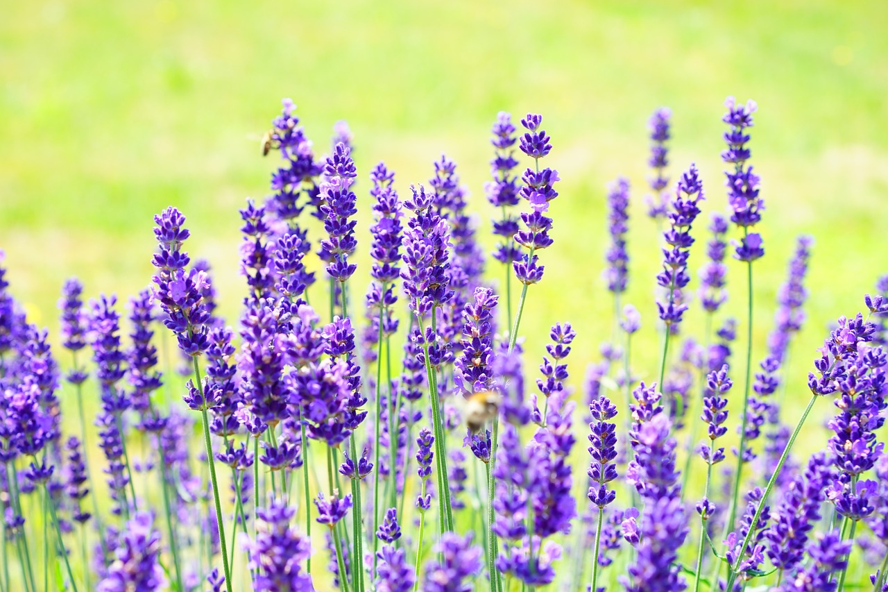 Lavanda