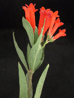 Trompetilla