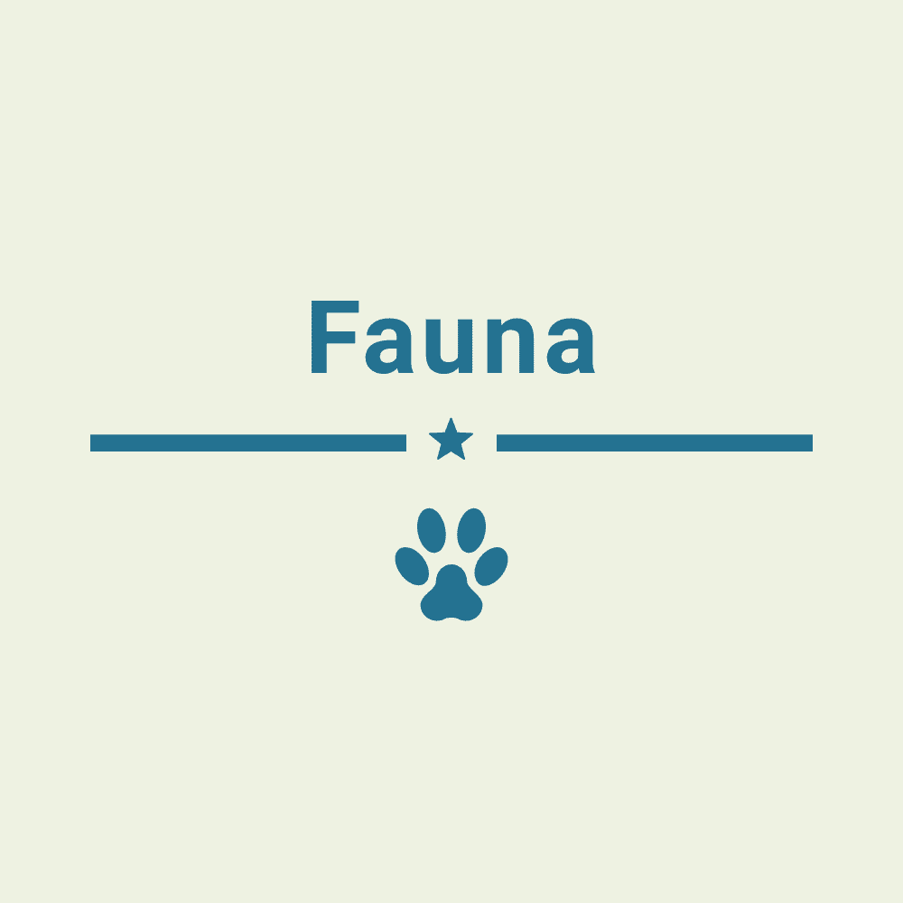 Fauna